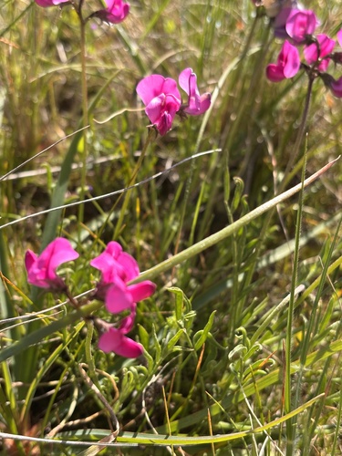 Swainsona sericea, 2026-09-10