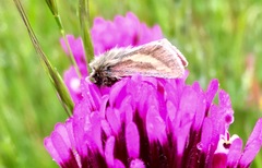 Heliolonche modicella