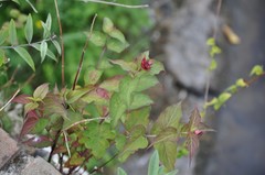 Leycesteria formosa