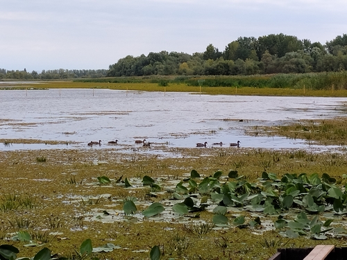 iNaturalist image