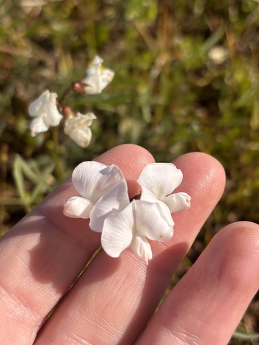 Swainsona sericea, 2026-09-10