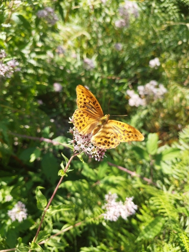 Silver-washed Fritillary