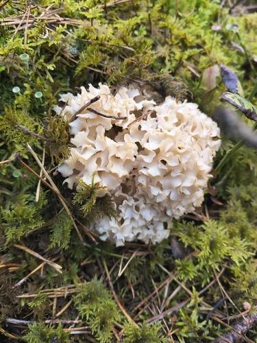Cauliflower Fungus