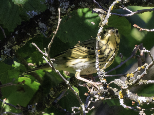 Tree Pipit