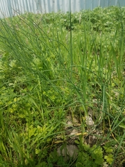Allium schoenoprasum