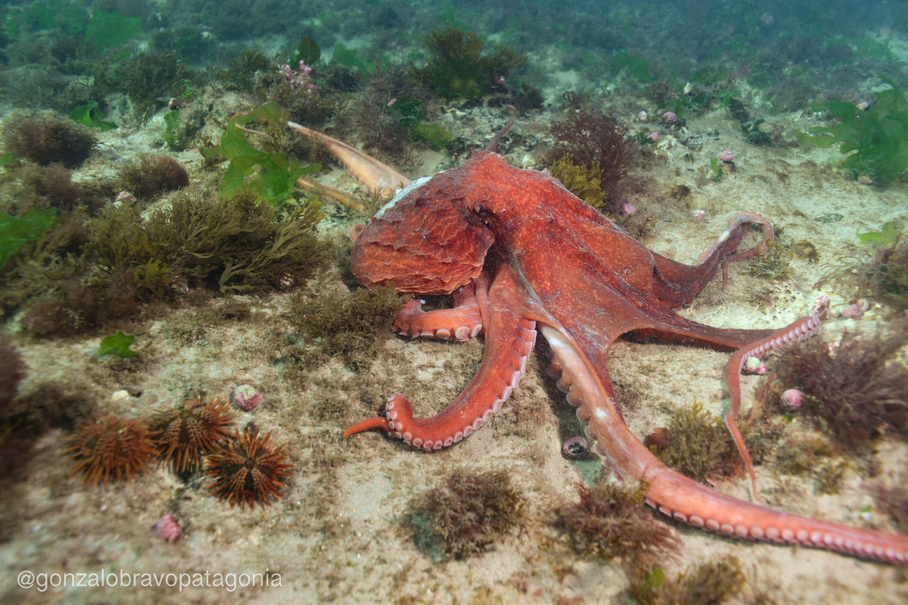 Southern Red Octopus