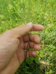 Allium schoenoprasum