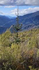 Pinus radiata, photograph author not stated, no rights reserved
