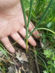 Allium schoenoprasum