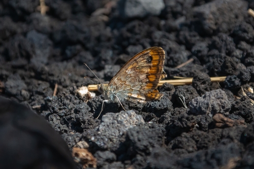 Wall Brown