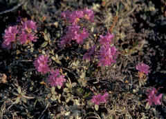 Rhododendron lapponicum lapponicum