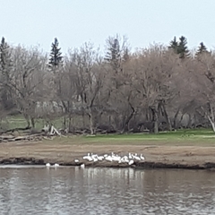 Pelecanus erythrorhynchos