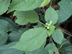 Boehmeria pilosiuscula