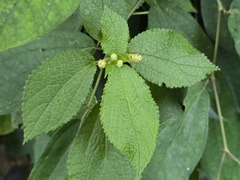 Boehmeria pilosiuscula, photograph (c) Yu-Huang Wang, some rights reserved (CC BY)