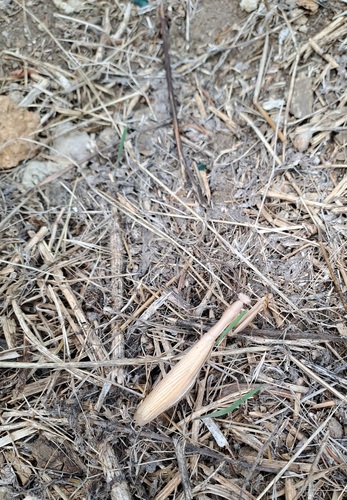 European Mantis