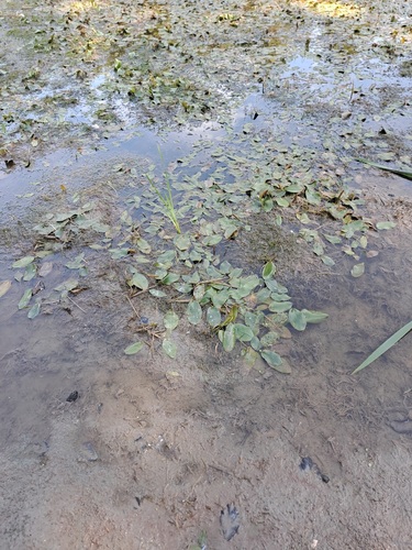 floating-leaved pondweed