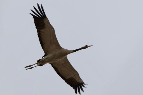 Common Crane