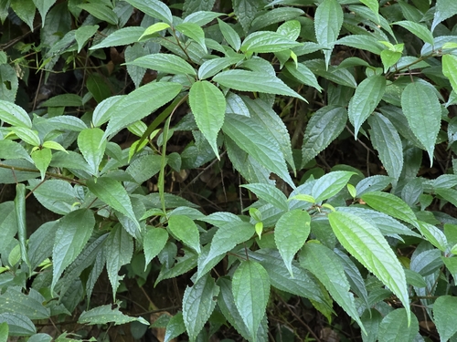 Oreocnide pedunculata
