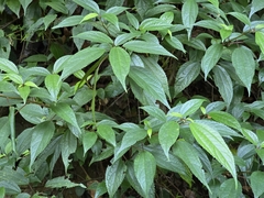 Oreocnide pedunculata
