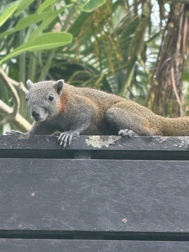 Northern Gray-bellied Squirrel