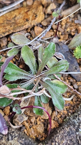Wahlenbergia albomarginata, photograph 3
