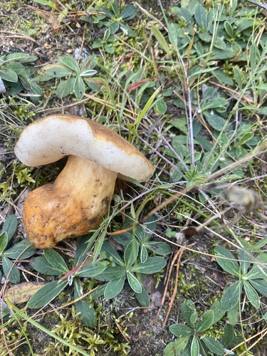 Chestnut Bolete