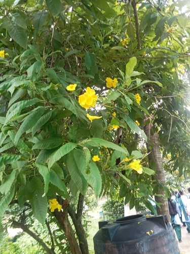 yellow trumpet flower