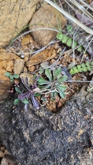 Wahlenbergia albomarginata, photograph author not stated, no rights reserved