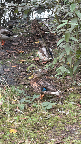 iNaturalist image