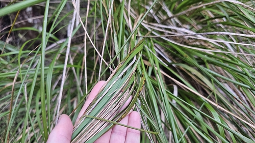 Chionochloa cheesemanii, 2026-09-09