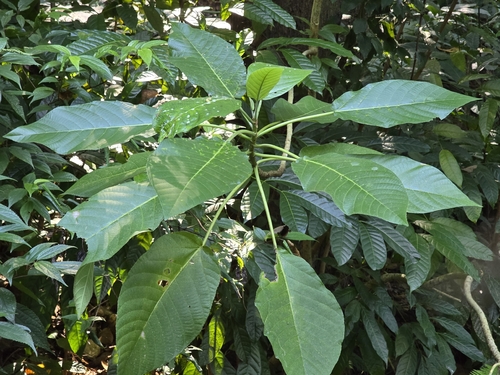 Dendrocnide meyeniana