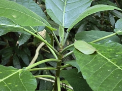 Dendrocnide meyeniana, photograph (c) Yu-Huang Wang, some rights reserved (CC BY)