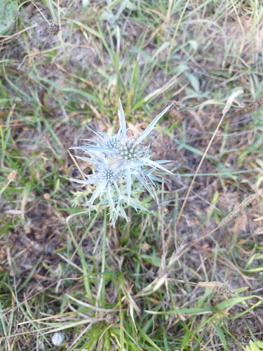 Italian Eryngo