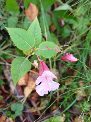 Himalayan balsam