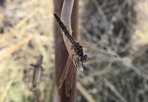 Violet Dropwing