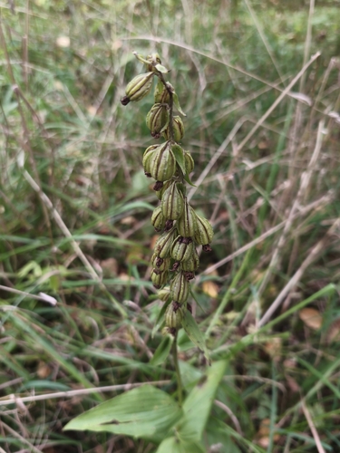 Broad-leaved helleborine