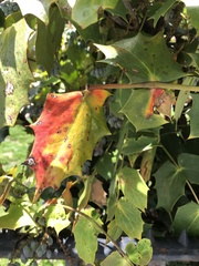 Calonectria