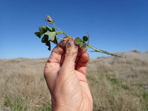 Melilotus indicus, photograph 5