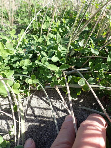 Melilotus indicus, photograph 4
