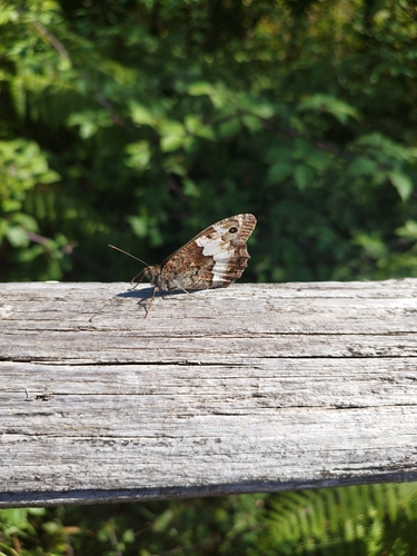 Woodland Grayling