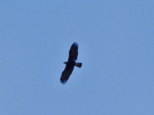 Iberian golden eagle