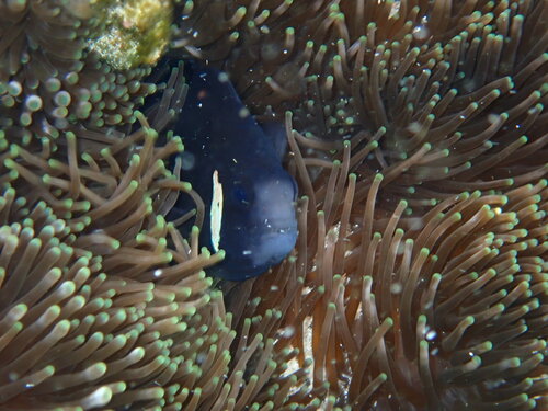 Amphiprion mccullochi observed 2026-09-10