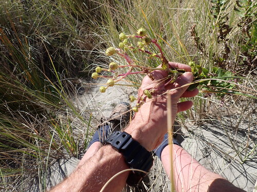 Senecio glastifolius, photograph 6