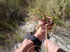 Senecio glastifolius, photograph (c) Arnim Littek, some rights reserved (CC BY)