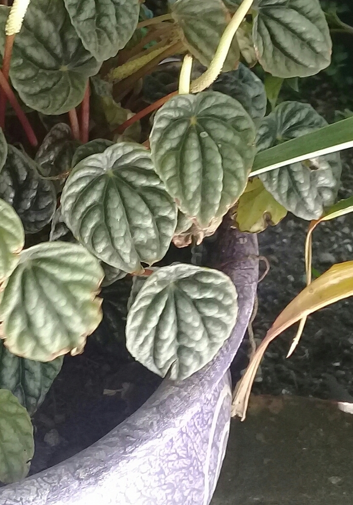 Peperomia caperata
