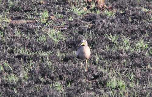iNaturalist image