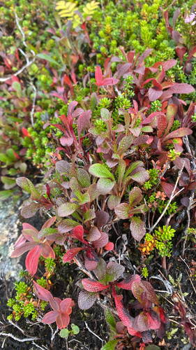 alpine bearberry