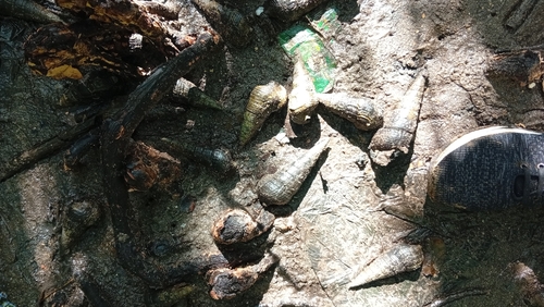 Giant Mangrove Whelk