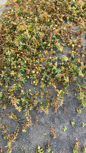 Sea Sandwort