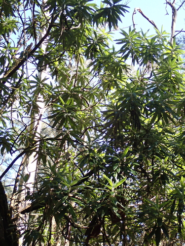 Bedfordia arborescens, photograph 2